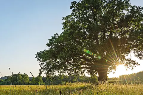 Arbol en medio del campo
