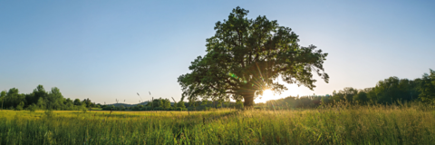 Header_Schwabe_de_Start